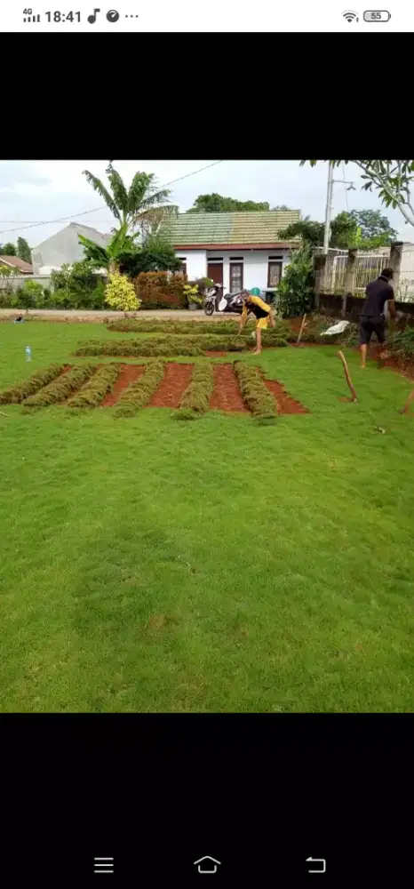 Rumput gajah mini