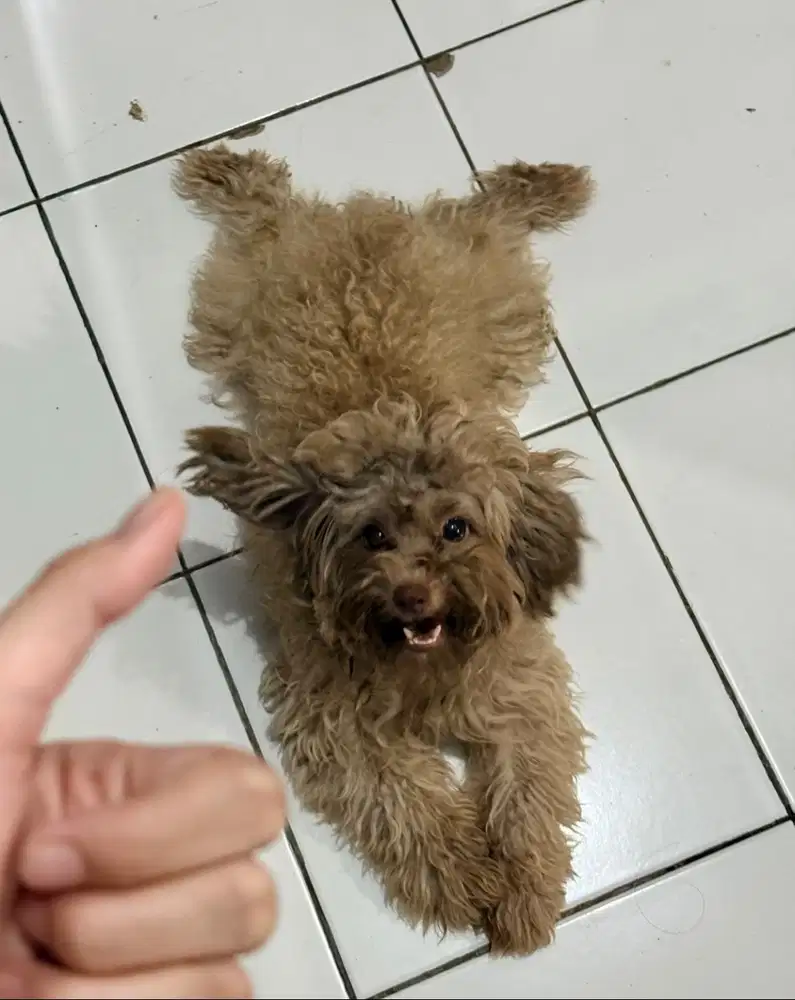Anjing maltipoo mix poddle ras kecil betina umur 1 tahun sudah vaksin