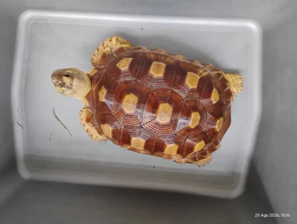 Dijual 1ekor Kura darat Sulcata 22cm up. Sehat. Normal scute.