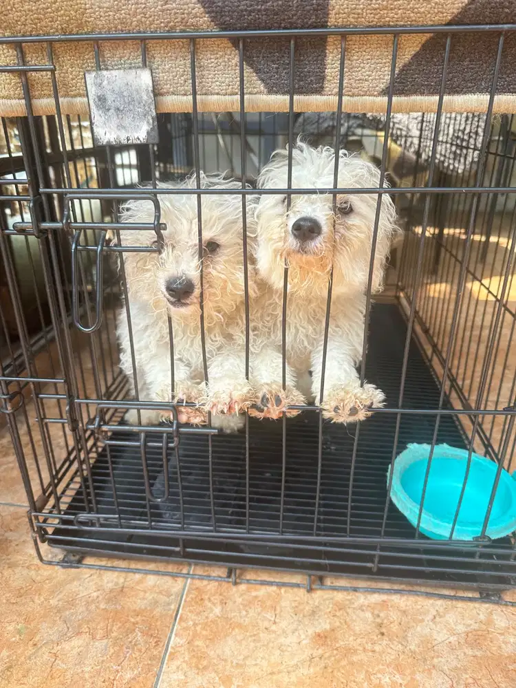 Anjing maltese anakan