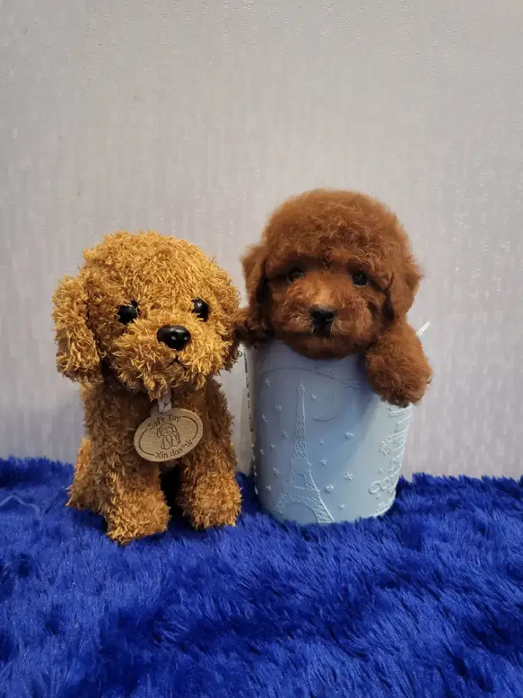 Toy poodle super red kualitas bagus