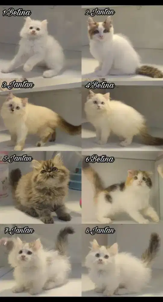 kucing kitten anakan anggora ragdoll persia mainecoon himalaya