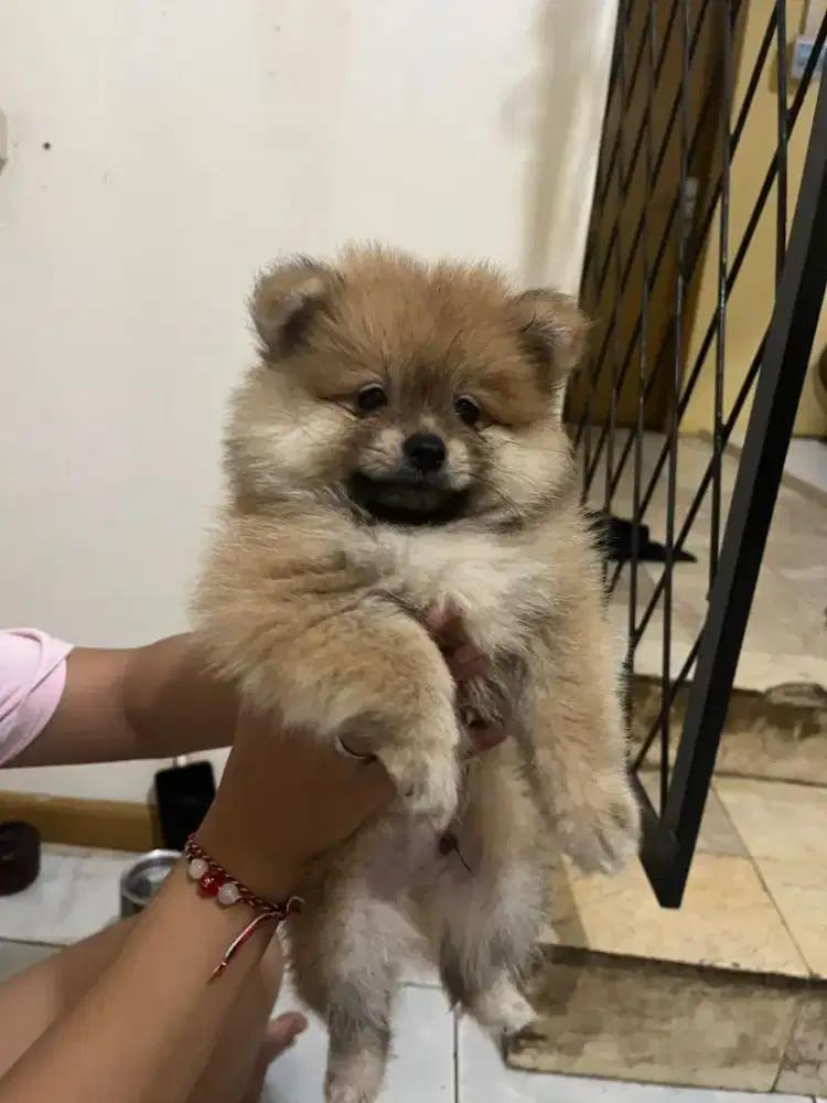 Minipom bulu tebal