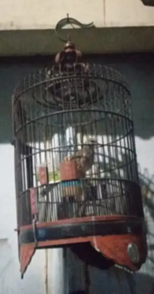 jual burung tekukur bahan kuk1 burja