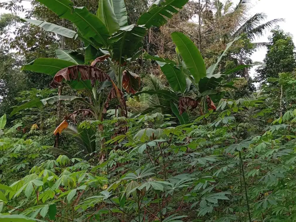 Kebun buah pandanmulyo tajinan majang