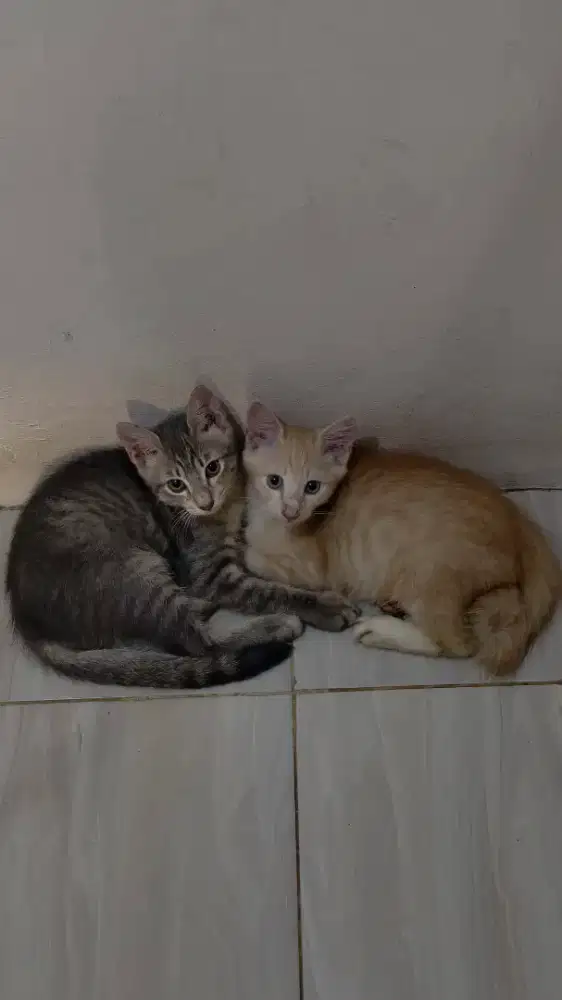FREE OPEN ADDOPT ANAK KUCING GRATIS