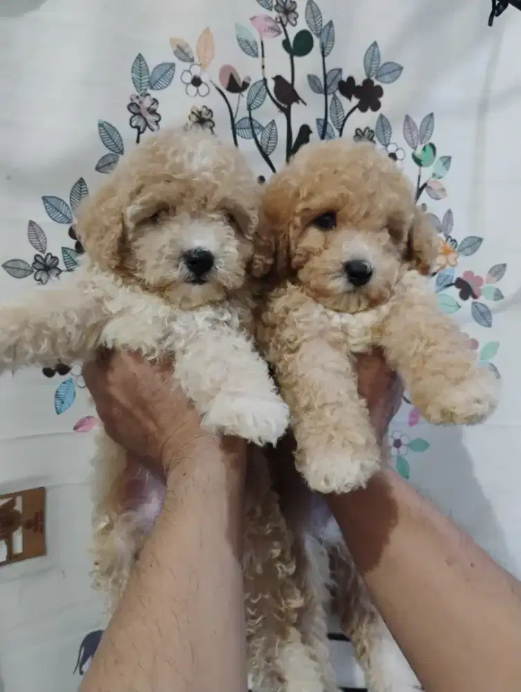 Anjing Poodle lucu bulu halus ngeriwel