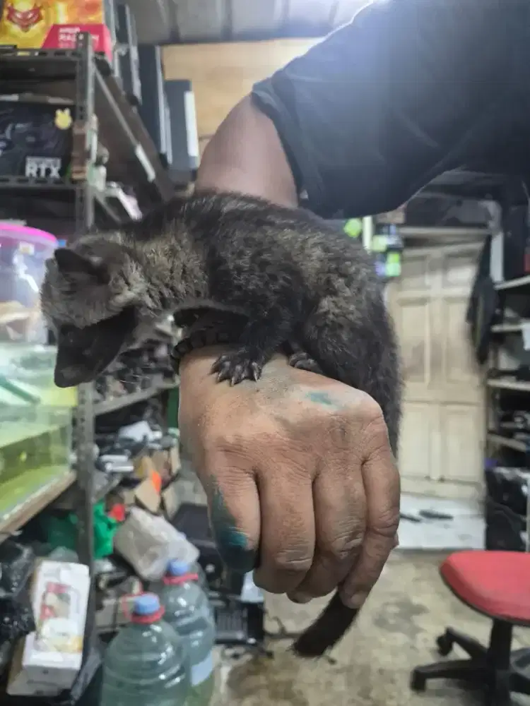 Musang pandan jinak umur 1 bulan