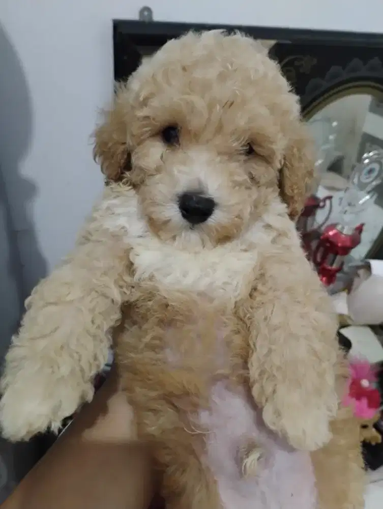 Anjing Poodle Jantan lucu kaya boneka