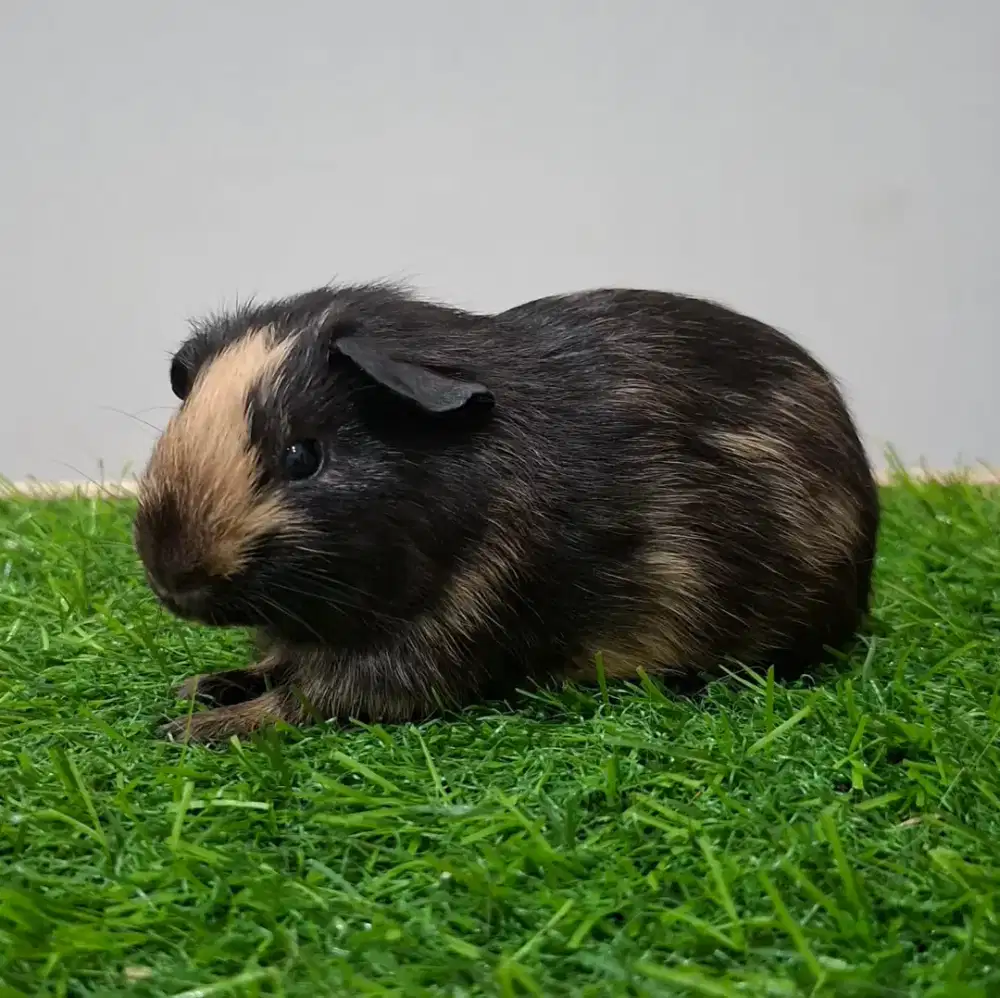 Marmut / guinea pig american