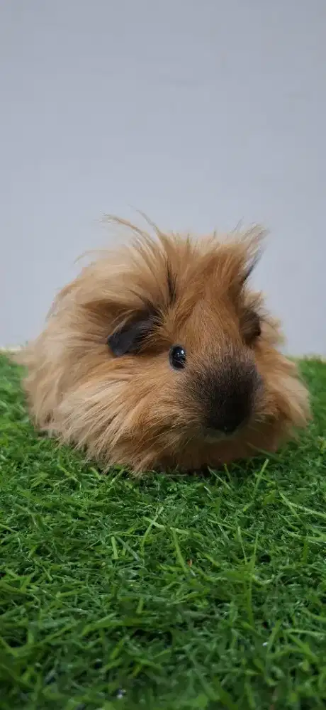 Marmut guinea pig california