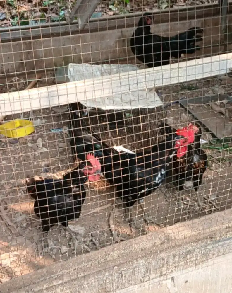 Ayam kampung umur 5 bulanan