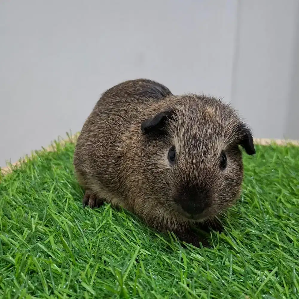 Marmut guinea pig american