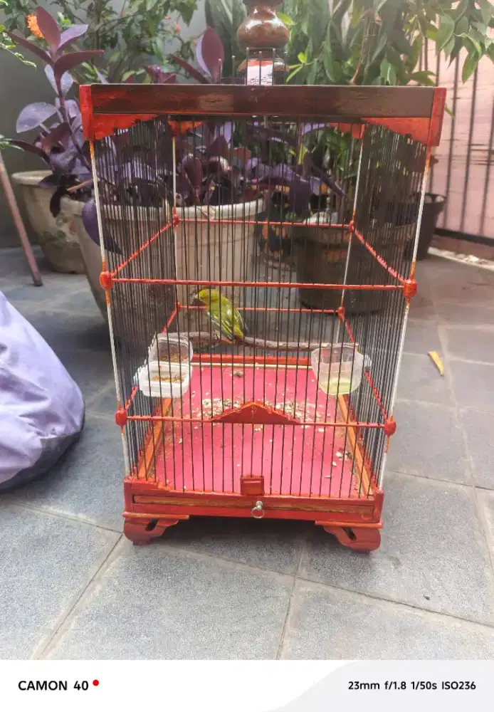 Burung cipau jantan