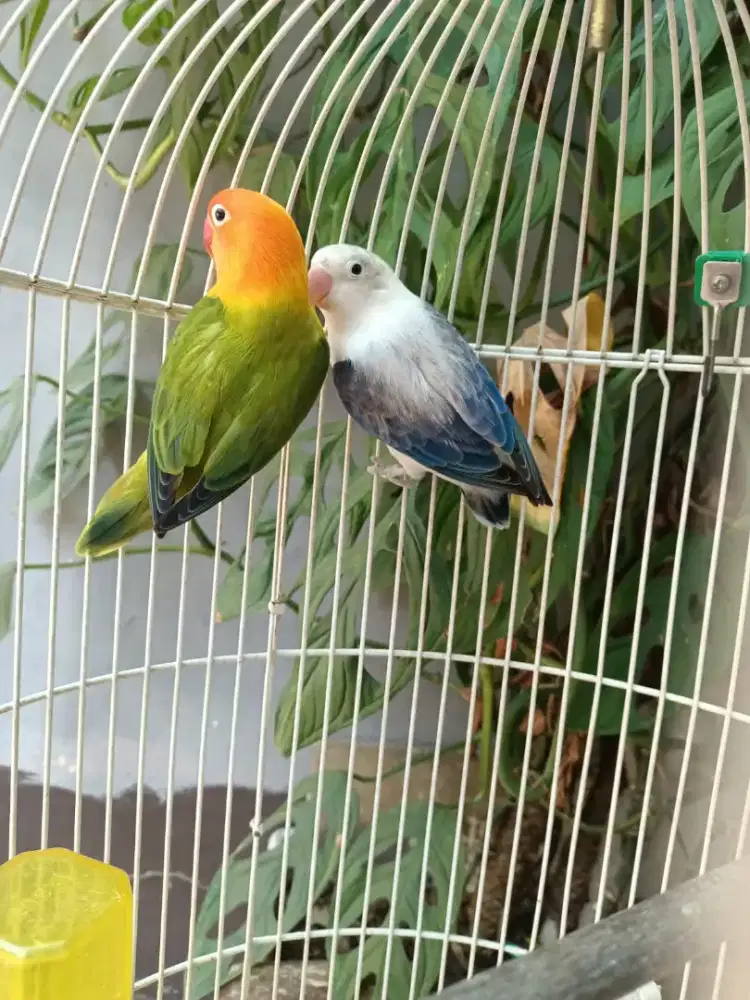 Lovebird love bird Biola