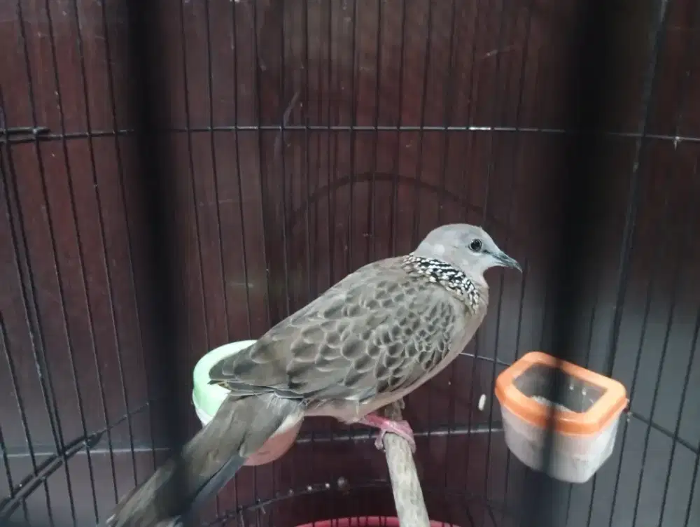 Jual burung derkuku rawatan