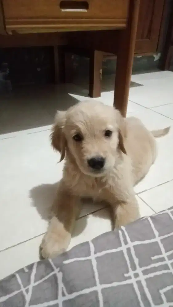 Golden Retriever Betina