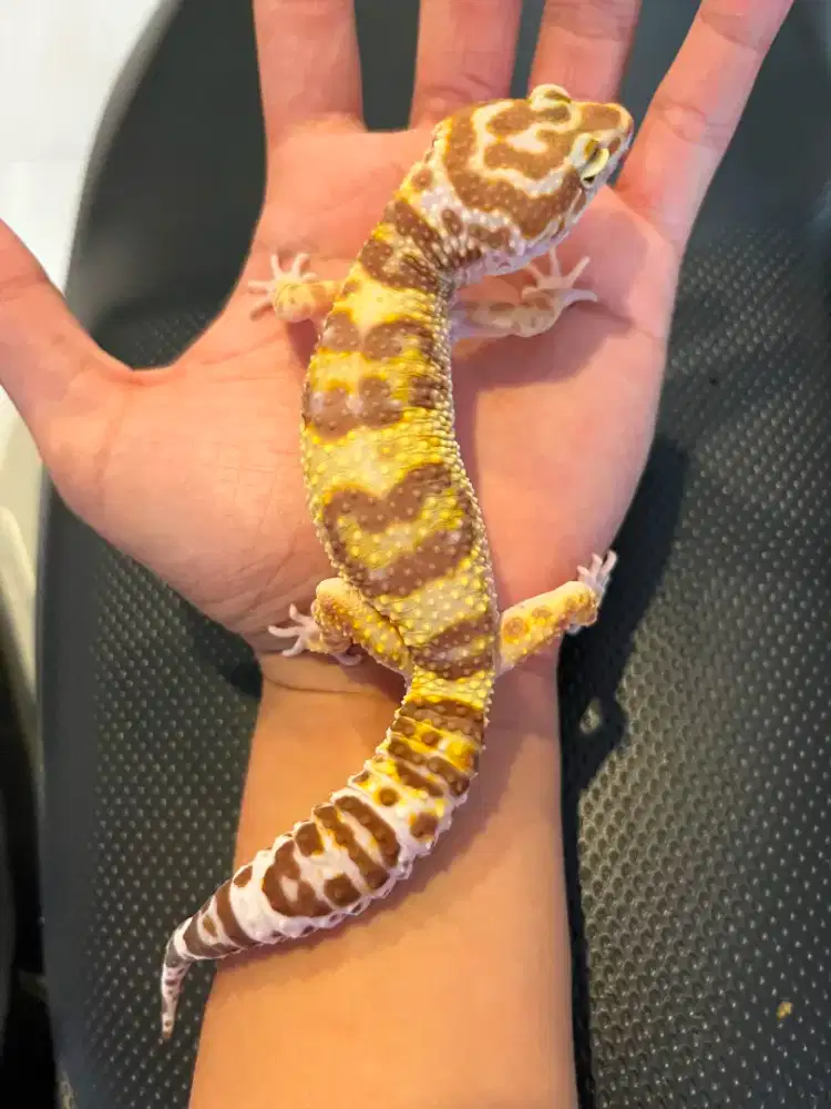 Gecko MSR Sunspot