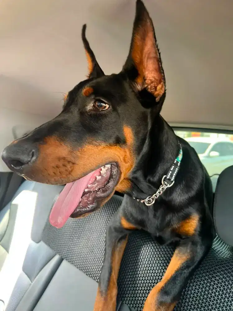 anjing doberman
