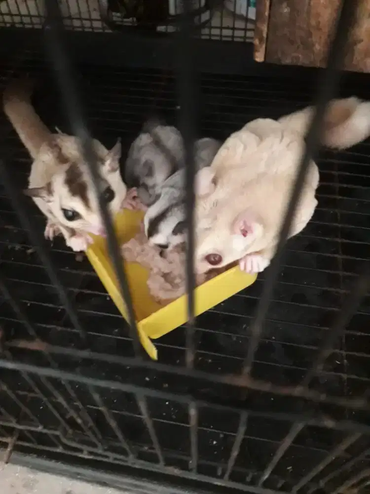 Anak sugar glider white face
