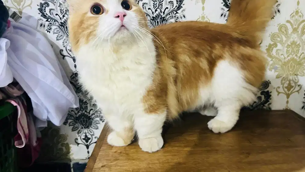 bsh muchkin kinkalow
