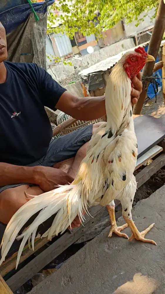 Ayam bangkok muda