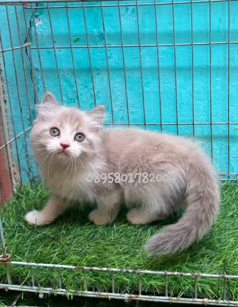 Kucing ragdol/kitten ragdol jantan/kucing ragdol  betina