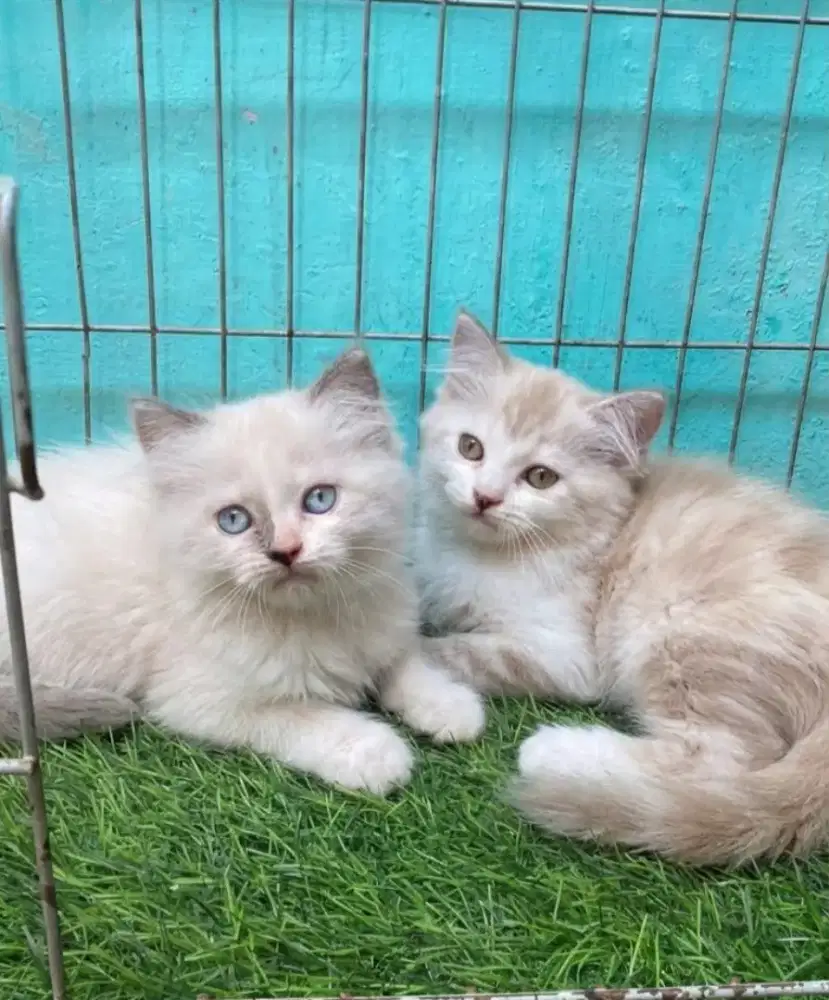 Anak kucing ragdol/kitten ragdol betina /kucing ragdol jantan