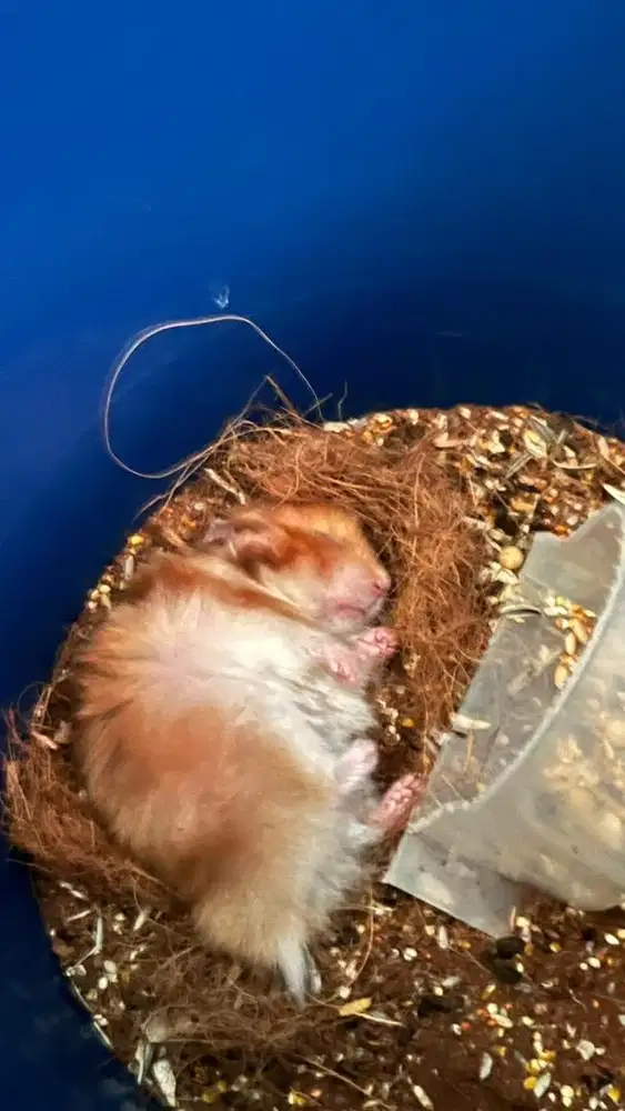 hamster big bon