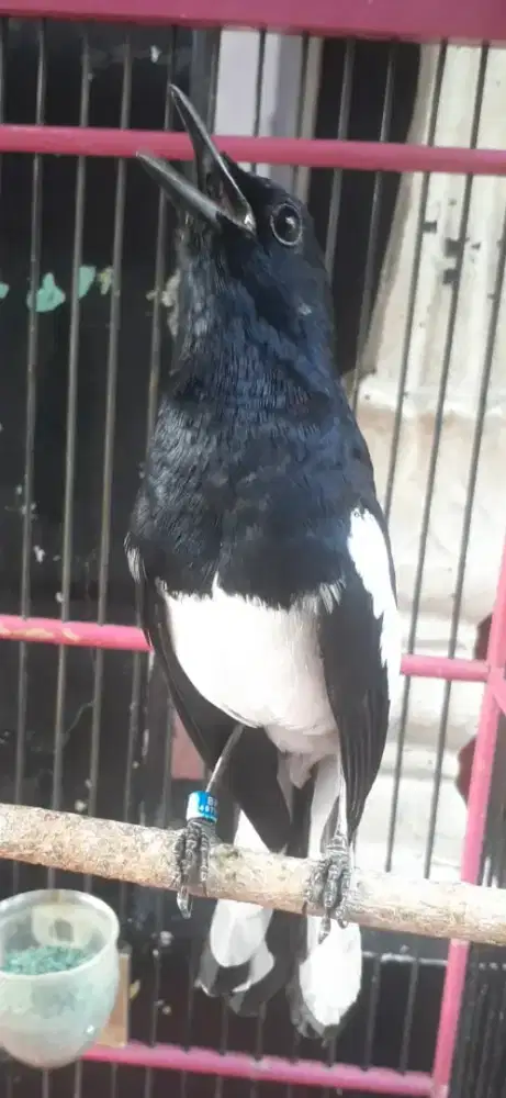 Kacer gacor ctrekan