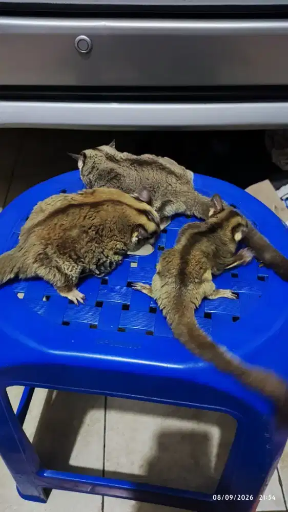 Sugar Glider Obes and family