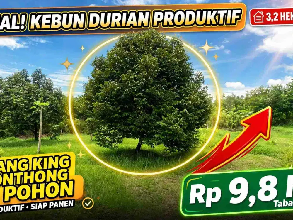 Jual kebun durian premium harga murah view bagus di tabanan bali.