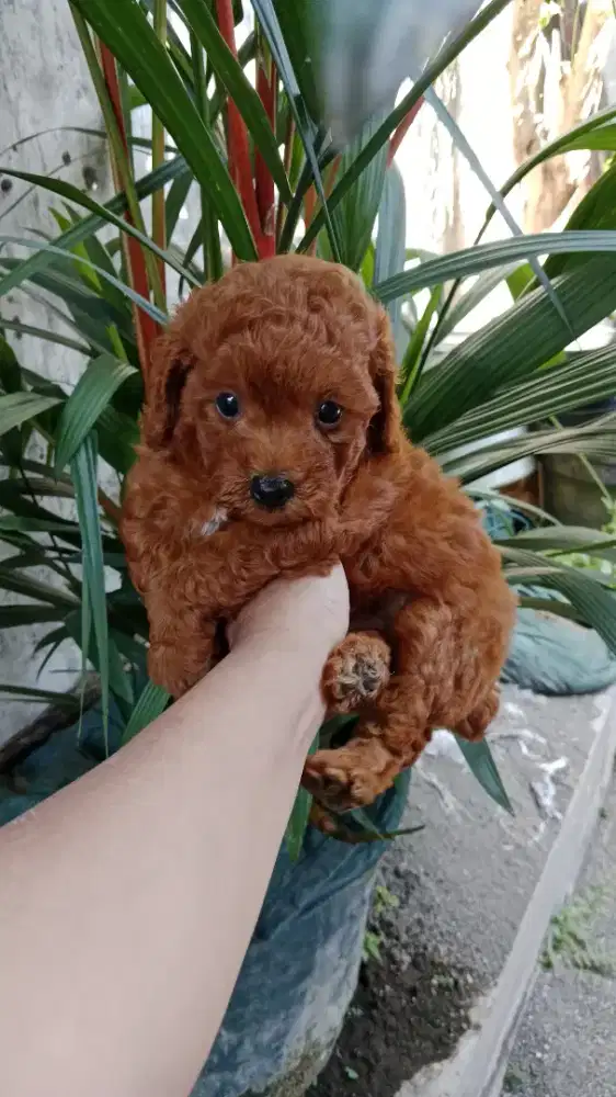 Red toy poodle jantan