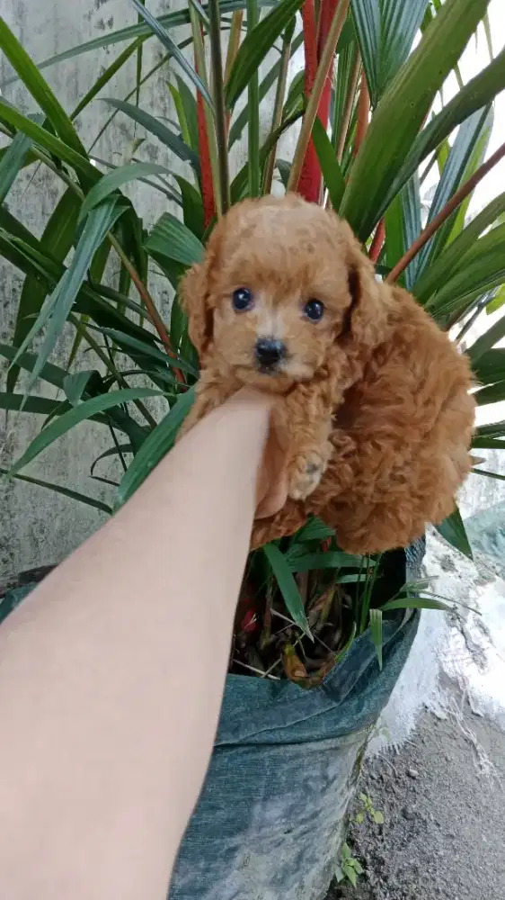 Poodle betina mungil