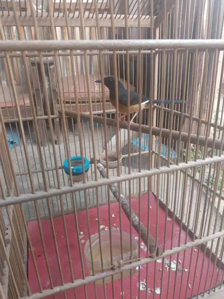 Murai Batu Lepas Trotol