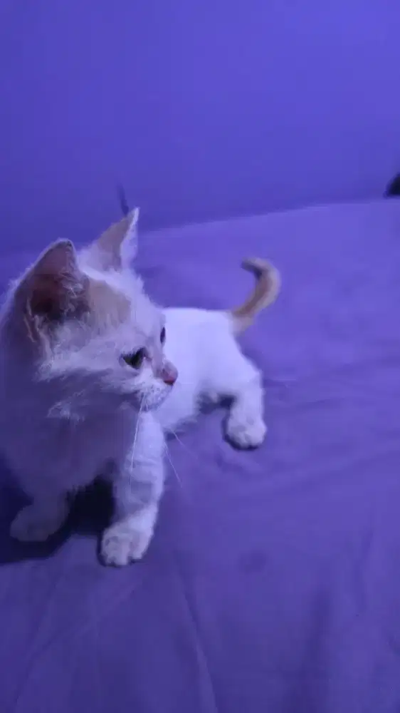 Kucing munckin shorthair