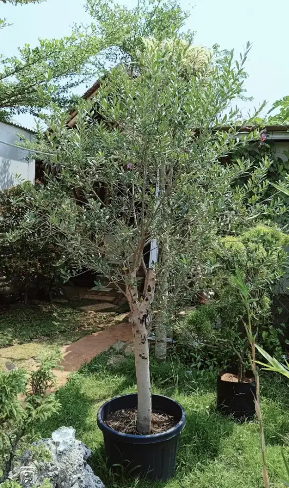 Pohon olive zaitun Fosil - tanaman pohon olive tree