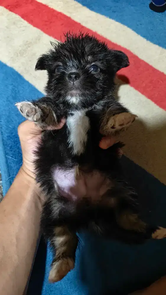 Anak Anjing Ras Campuran