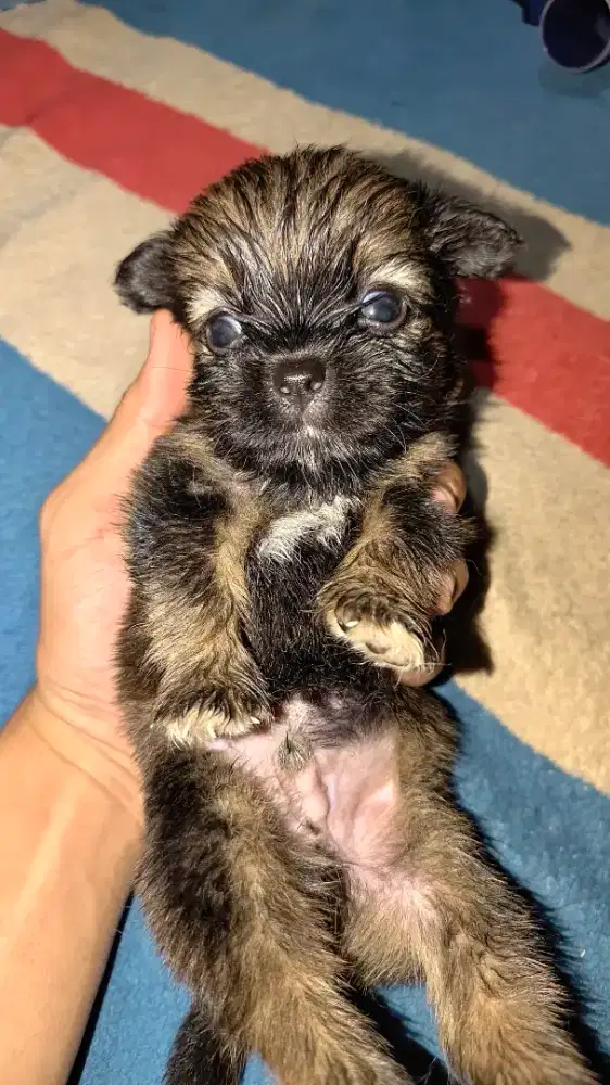 Anak Anjing Ras Campuran
