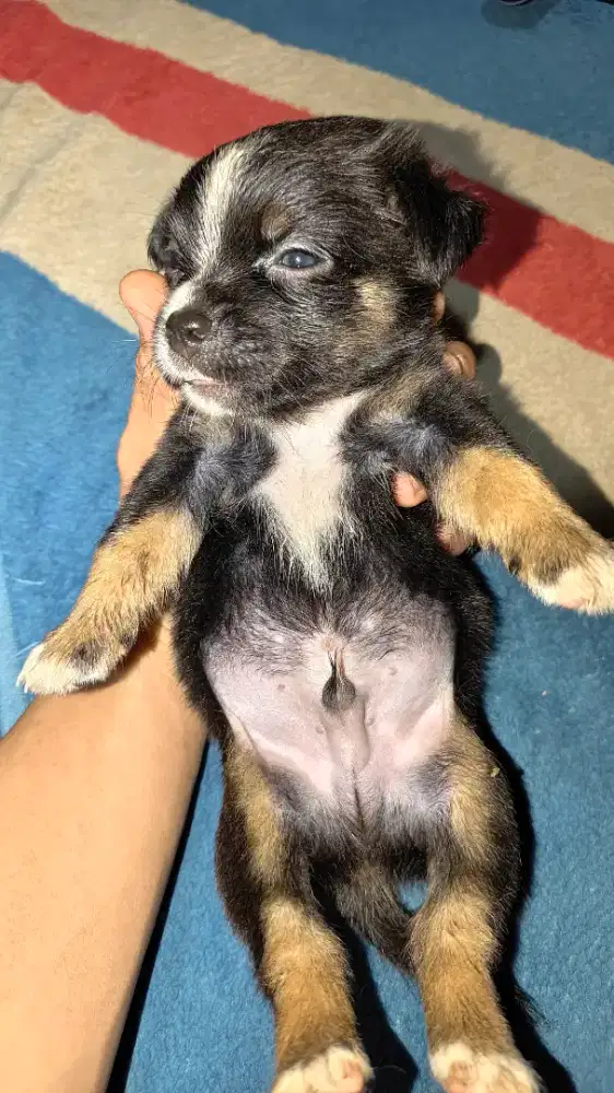 Anak Anjing Ras Campuran