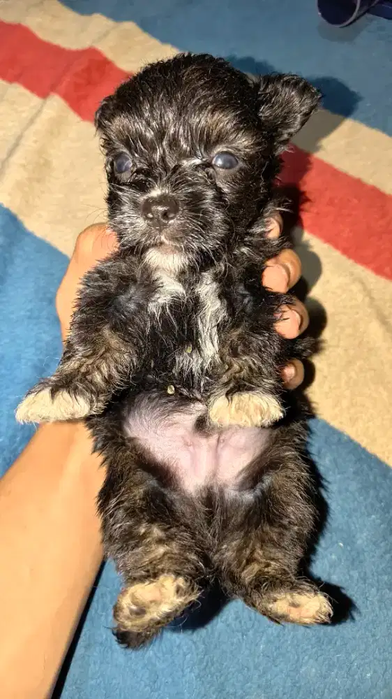 Anak Anjing Ras Campuran