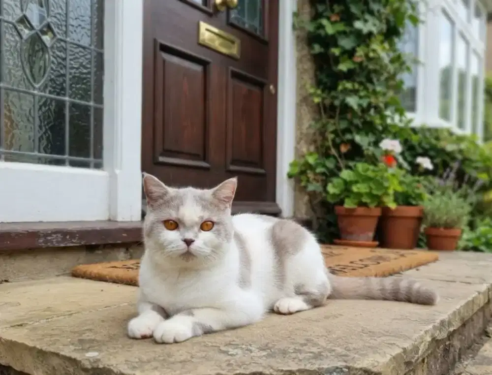 Bsh Betina cinnamon cariier