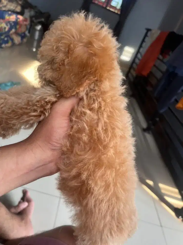 Jual Anak Poodle