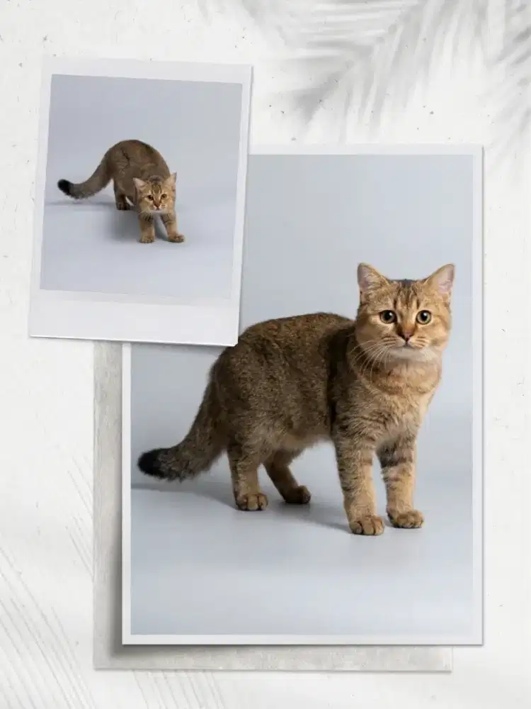 BSH Golden Male Line Ped Tica