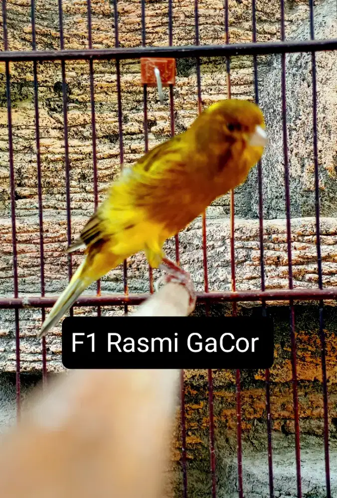 Kenari F1Rasmi Gacor Ngerek