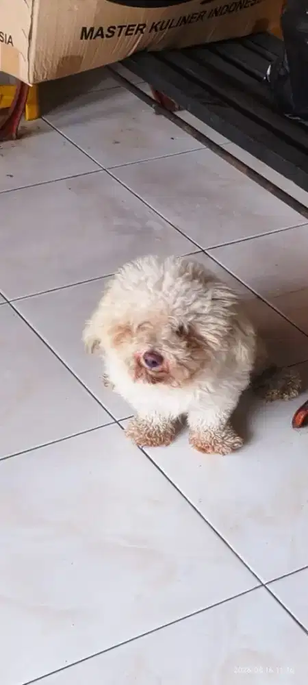 Di jual anjing pudel
