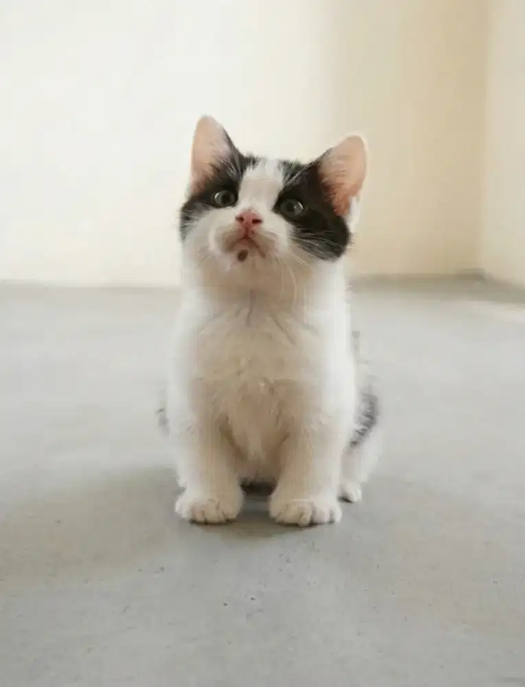 BSH Munchkin Bico Black Female
