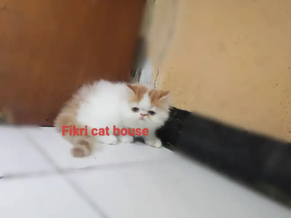 Kucing Persia Peak Nose