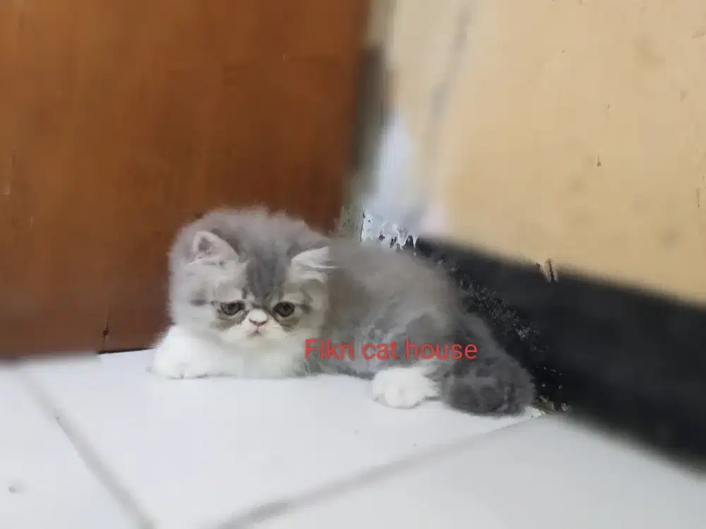 Kucing Persia Peak Nose