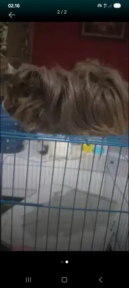 Marmut Guinea Pig